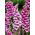 Rohtosormustinkukka - 1000 siemenet - Digitalis purpurea