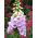 Rohtosormustinkukka - 1000 siemenet - Digitalis purpurea