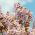 Princess Tree magjai - Paulownia - Paulownia tomentosa - magok
