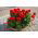 Géranium - Rouge - Pelargonium x hortorum - Floraison durable et spectaculaire pour paniers suspendus - Graines fraîches