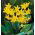 Pagoda Erythronium - Pagoda Gigi Anjing - 2 lampu