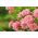 Piantina giardino multi-fiore rosa - rosa - in vaso - 