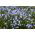 Glory of the snow – Chionodoxa luciliae – 10 pcs; Bossier's glory–of–the–snow, Lucile's glory–of–the–snow