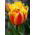 Tulipa Apeldoorn's Elite - Tulip Apeldoorn's Elite - 5 bulbs