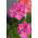 Pelargonie - lyserød - 11 frø - Pelargonium L'Hér.