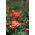 Storblomsteret rose - orange-rød - potteplante - 