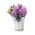 Hyacint - Splendid Cornelia - pakket van 3 stuks - Hyacinthus