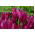 郁金香勃艮第 - 郁金香勃艮第 -  5个洋葱 - Tulipa Burgundy