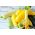 Courgette, Zucchini - a selection of varieties - Perfect for Fresh Salads and Cooking! - Fresh Seeds