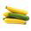 Courgette, Zucchini - a selection of varieties - Perfect for Fresh Salads and Cooking! - Fresh Seeds
