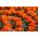 Tulipa Orange Princess - Tulip Orange Princess - 5 bulbs