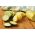 Courgette, Zucchini - a selection of varieties - Perfect for Fresh Salads and Cooking! - Fresh Seeds