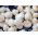 เห็ดทุ่งสีขาวสำหรับปลูกบ้านและสวน - Agaricus bisporus