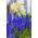 Muscari - Armeniacum - paquete de 10 piezas