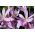 Tidlösasläktet - The Giant - Colchicum