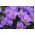 Crocus Grand Maitre - 10 bulbs