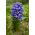 Jacinthe - Blue Jacket - paquet de 3 pièces - Hyacinthus