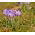Crocus Grand Maitre - 10 bulbs