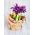 Våriris - Purple Gem - paket med 10 stycken - Iris reticulata