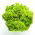Leaf Lettuce - Lollo - Crispy & Curly Leaves for Healthy Salads! - Fresh Seeds
