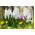 Hyacinthus Aiolos - Hyacinth Aiolos - 3 bulbs