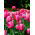 Tulipa Van Eijk - Tulip Van Eijk - 5 bulbs