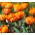 Tulipa Orange Princess - Tulip Orange Princess - 5 bulbs