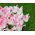 Tulip Holland Chic – 5 pcs