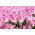 Tulip Holland Chic – 5 pcs