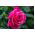 Rosa a fiore grande - rosa scuro - piantina in vaso - 