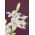 Lirios Candidum - Lilium candidum