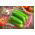 Mentimun Gurita biji - Cucumis sativus - 34 biji