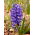 Hyacint-slægten - Blue Pearl - pakke med 3 stk. - Hyacinthus