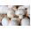 เห็ดทุ่งสีขาวสำหรับปลูกบ้านและสวน - Agaricus bisporus