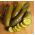 Cucumber Wisconsin SMR 58 seeds - Cucumis sativus - 250 seeds
