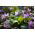 Erythronium - Purple King