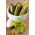 Mentimun Gurita biji - Cucumis sativus - 34 biji