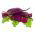 Beetroot - Opolski - Tender Roots, Perfect for Juicing and Pickling - Fresh Seeds