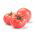 蕃茄Faworyt种子 -  Lycopersicon esculentum  -  263种子 - Lycopersicon esculentum Mill  - 種子