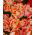 Tulipa salmon Parrot - Tulip salmon Parrot - 5 bulbs