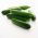 Pepino - Tessa - 105 sementes - Cucumis sativus