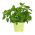 Mélisse officinale - Limonella - 1000 graines - Melissa officinalis