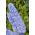 Dwarf Delphinium blandede farver frø - Delphinium elatum