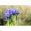 Iris reticulata - Harmony - pakke med 10 stk