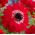 Anemone Guverner - 8 lukovica