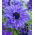 Sippsläktet - Lord Lieutenant - paket med 8 stycken - Anemone
