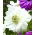 Sippsläktet - Mount Everest - paket med 8 stycken - Anemone