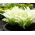 Hosta Biele perie - Jitrocel Lily White Feather - cibuľka / hľuza / koreň
