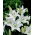 Lilium, Lily Asiatic White - bulb / tuber / rădăcină - Lilium Asiatic White