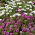 Afrikanske Daisy Frø - Osteospermum ecklonis - 35 frø